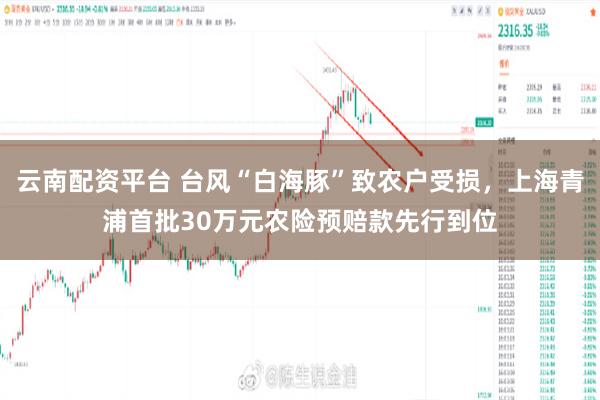 云南配资平台 台风“白海豚”致农户受损，上海青浦首批30万元农险预赔款先行到位